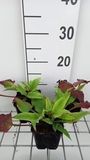 GRDplanten Duizenknoop 6x Persicaria ampl. 'Alba Junior' | 9x9 cm pot