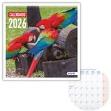 Dohe Wandkalender 2026, 12 maanden, januari tot december, maandoverzicht, 30 x 30 cm, Spaanse taal, nietbinding, ruimte voor notities, jaarplanning, dik papier 120 g/m², exotische vogels