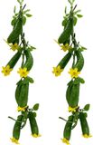 Chili decoratie keuken decoratieve groente- en fruitslinger