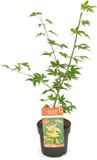 Plantenwinkel.nl Acer Japanse esdoorn 'Osakazuki' - Groen/Oranje - 60 cm hoog