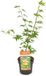 Plantenwinkel.nl Acer Japanse esdoorn 'Osakazuki' - Groen/Oranje - 60 cm hoog