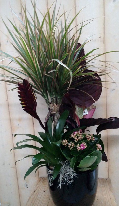 Warentuin Natuurlijk Calathea plantenbakje binnen