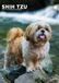 CalendarsRUs Shih Tzu A3 Kalender 2027