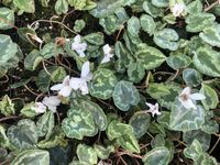 GRDplanten Alpenviooltje 6x Cyclamen Hed. 'Album' wit | 9x9 cm pot