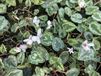GRDplanten Alpenviooltje 6x Cyclamen Hed. 'Album' wit | 9x9 cm pot