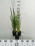 GRDplanten Groendecor Tuinarchitectuur 6x lis - Iris pseudacorus | 9x9 cm pot