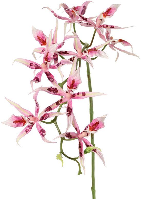 Driesprong Collection Spiderorchidee brassia roze met 9 bloemen & 2 plastic knoppen kunstbloem