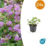 Trendyplants Geranium cantabrigiense 'Cambridge' - 24 stuks - Ooievaarsbek - Winterhard - Roze - Zon - 10-30 cm - Potmaat Ø9cm