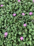 GRDplanten Groendecor Tuinarchitectuur 6x Reigersbek - Erodium variabile 'Bishop's Form' | 9x9 cm pot