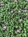 GRDplanten Groendecor Tuinarchitectuur 6x Reigersbek - Erodium variabile 'Bishop's Form' | 9x9 cm pot