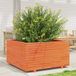 Prolenta Maison Exclusive - Bloempot voor de tuin, donkerbruin, 90x90x49,5 cm, massief grenenhout