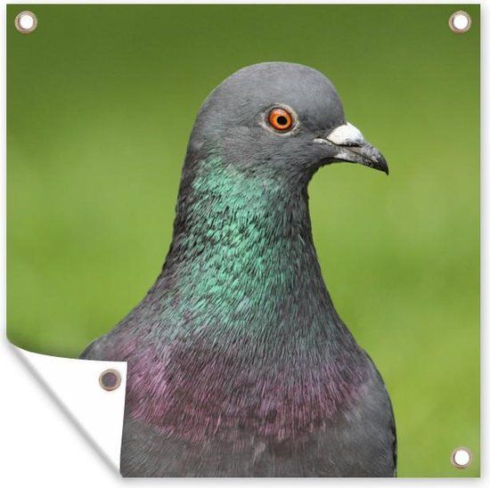 GreatGardenPosters Tuin poster Duif - Vogel - Groen - 200x200 cm - Tuindoek - Buitenposter