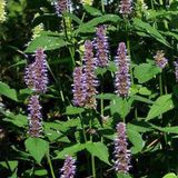 Arborix Agastache 6 x Agastache 'Blue Fortune' - Anijsplant Pot 9x9 cm - Blauwbloeiende Bijenplant