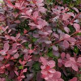 Arborix Berberis Berberis Ottawensis 'Auricoma' - Zuurbes 40 - 50 cm in pot