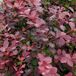 Arborix Berberis Berberis Ottawensis 'Auricoma' - Zuurbes 40 - 50 cm in pot