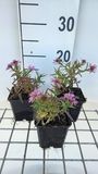 GRDplanten Aster 6x Aster dum. 'Alice Haslam' | pot de 9 x 9 cm