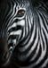 Your Decoration B.V. Impression d'art Jutta Plath - Zebra I 60x80cm
