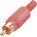 BKL Electronic 0104002/T Cinch-connector Stekker, recht Aantal polen: 2 Rood 1 stuk(s)