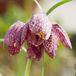 Moerings waterplanten Kievitsbloem (Fritillaria meleagris) moerasplant (6-stuks)