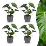 Green boutiQ Monstera Deliciosa Gatenplant - 4 Planten - Pot 12cm - Hoogte 30cm