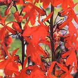 Arborix Lobelia 6 x Lobelia 'Queen Victoria' - Prachtlobelia Pot 9x9 cm - Roodbladige Waterplant