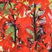 Arborix Lobelia 6 x Lobelia 'Queen Victoria' - Prachtlobelia Pot 9x9 cm - Roodbladige Waterplant