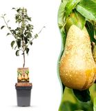 Green boutiQ - Pyrus communis Conference - Perenboom - Winterhard - Pot 21cm - Hoogte 90cm