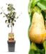 Green boutiQ - Pyrus communis Conference - Perenboom - Winterhard - Pot 21cm - Hoogte 90cm