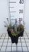 GRDplanten Groendecor Tuinarchitectuur 6x Kattekruid - Nepeta hybr. 'Cat's Pajama' | 9x9 cm pot