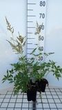 GRDplanten Groendecor Tuinarchitectuur 6x Prachtspirea - Astilbe (a) 'Diamant' | 9x9 cm pot