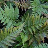Arborix Bol 6 x Dryopteris Erythrosora - Goudschubvaren pot 9x9 cm- Sierlijke Winterharde Varen