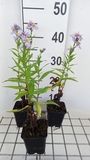 GRDplanten Aster 6x Aster - Aster n.b. 'Dauerblau' | 9x9 cm pot