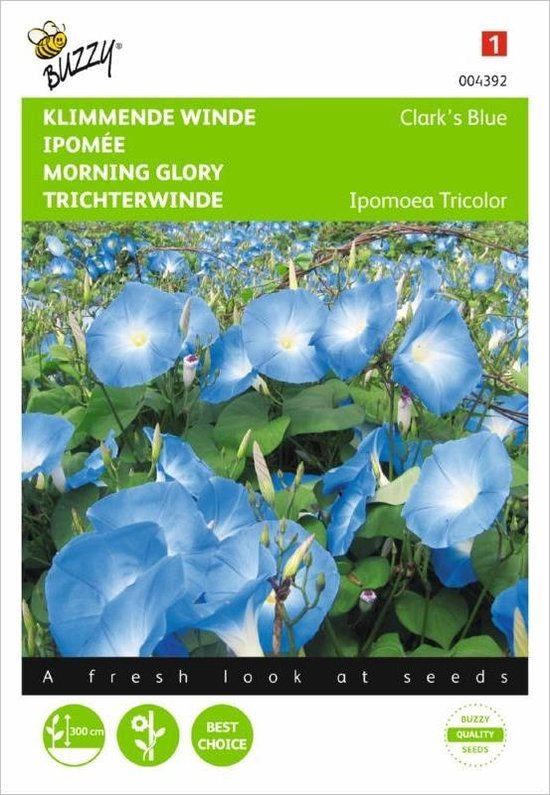 Buzzy Zaden - Klimmende Winde Clark's Blue (Ipomoea tricolor)