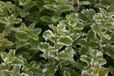 GRDplanten Witte munt - Mentha rotund. 'Variegata' | 9x9 cm pot