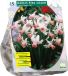 Baltus Bollen Narcis Pink Charm 15 stuks