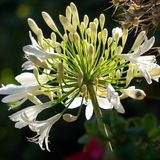 Arborix Agapanthus 6x Agapanthus hybrida 'Arctic Star' Pot 9x9cm - Prachtige winterharde plant
