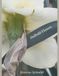 Daffodil Flowers: Coffee Table Book