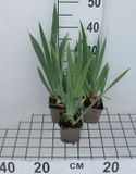 GRDplanten Groendecor Tuinarchitectuur 6x Baardiris - Iris (germ.) 'Senlac' | 9x9 cm pot