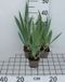 GRDplanten Groendecor Tuinarchitectuur 6x Baardiris - Iris (germ.) 'Senlac' | 9x9 cm pot
