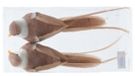Decoris Vogel foam L15b5h4,5 cm a3 2 st