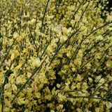 Arborix, grüner und billiger Cytisus Praecox - Brem 40-60 cm in pot