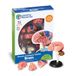 Learning Resources Menselijk Anatomie Model Menselijk Brein 31-Stuk Set