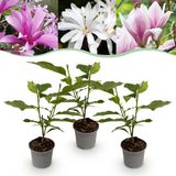 Plantenboetiek.nl Magnolia Tricolour - Bloem Wit-Roze-Paars - 3 Planten - Bladverliezend - Weinig Onderhoud - Ø12cm - 30cm hoog - Tuinplant