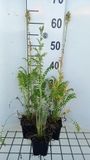 GRDplanten Groendecor Tuinarchitectuur 6x Jakobsladder - Polemonium caer. 'Album' | 9x9 cm pot
