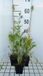 GRDplanten Groendecor Tuinarchitectuur 6x Jakobsladder - Polemonium caer. 'Album' | 9x9 cm pot
