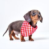 Red Nose Day Polka Dot Patroon Hond Bandana S/M