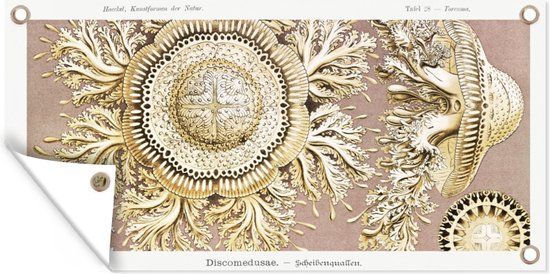 GreatGardenPosters Tuinposter - Ernst Haeckel - 60x30 cm - Buitenposter - Bannerdoek