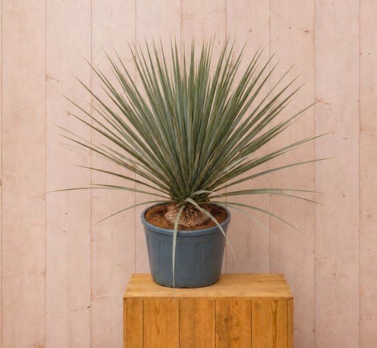 Warentuin Natuurlijk Warentuin Yucca Rostrata 110 cm