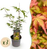 boutiQ Acer palmatum Sangokaku - Vert - 3 Plantes