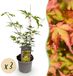 Green boutiQ Acer palmatum Sangokaku - Groen - 3 Planten
